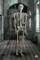 Skeleton Full Size